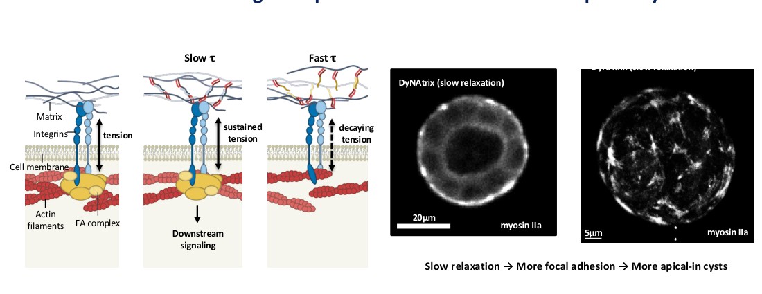 Mechanotransduction pathway diagram showing how slow vs fast stress relaxation changes tension at focal adhesions and downstream signaling, with myosin IIa microscopy data