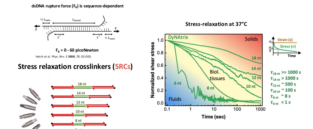 DyNAtrix stress-relaxation curves for 6-18 nucleotide crosslinkers, showing tunable relaxation times from under 1 second to over 1000 seconds