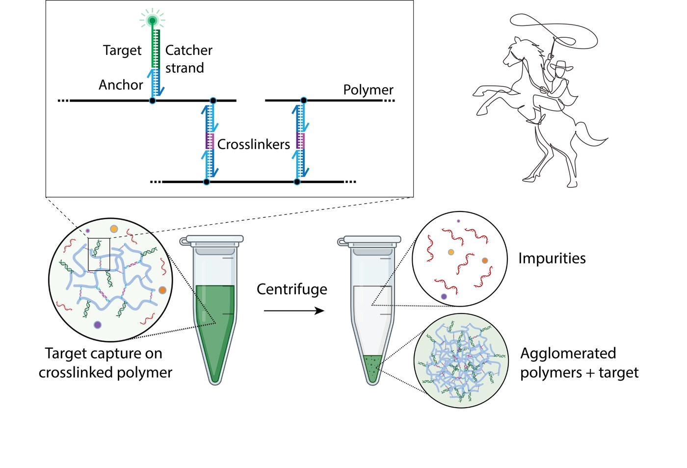 LASSO capture workflow: target capture on crosslinked polymer, then centrifugation separates agglomerated polymer and target from impurities