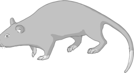 Rat